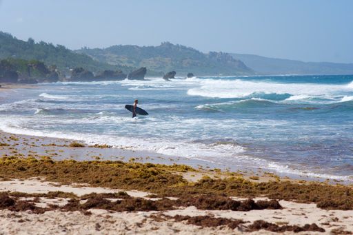 A surfer enjoying the waves on a Barbados beach.