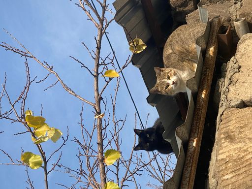 Two cats resting on a rooftop