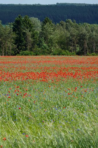 A beautiful shot of the poppy field