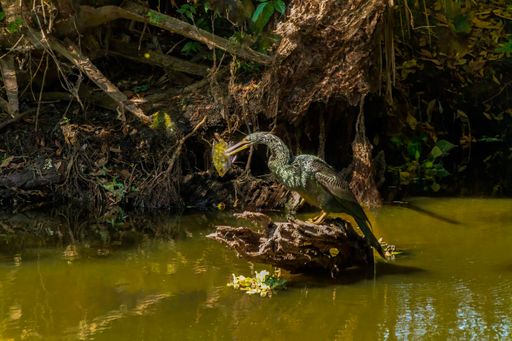 A closeup shot of anhinga eating a large fish at Circle-B-Bar Reserve near Lakeland in Florida