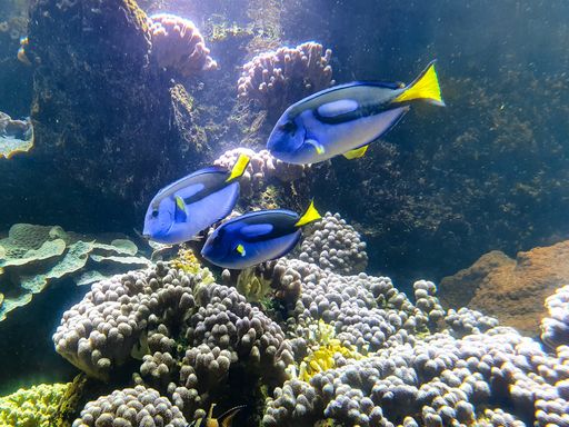 A selective focus of blue tang fish swimming near corals under the sea