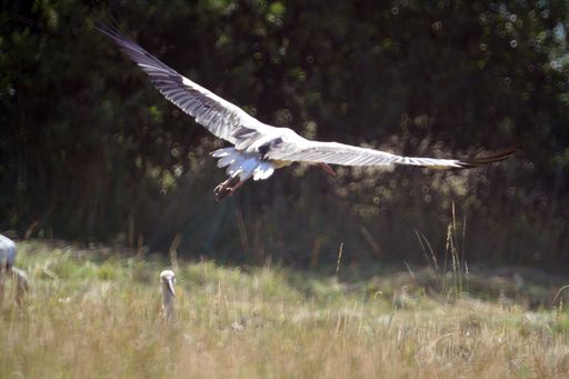 A selective focus shot of a majestic white stork in flight over a field of dry grass on a sunny day in the wilderness