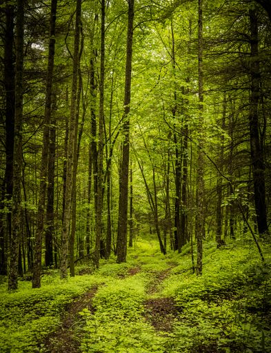 A vertical shot of a path leads to the forest with high trees