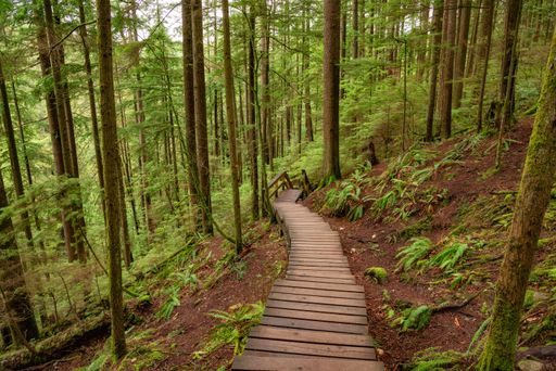 Wooden pathway in lush green rain forest. Lynn Valley, North Vancouver, BC, Canada.