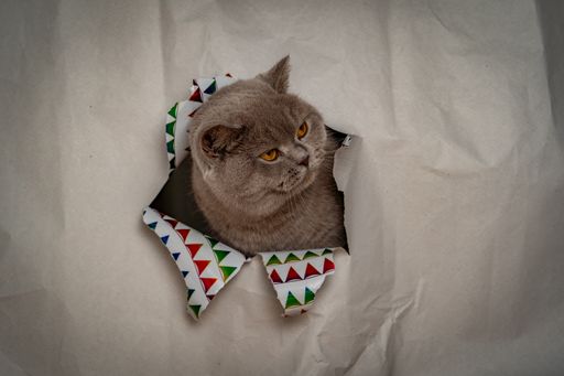 A cat wearing a bow tie sits in a paper bag