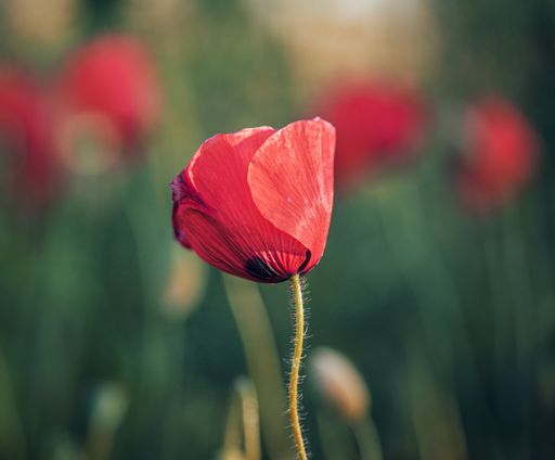 A closeup of a beautiful red poppy flower in a field under the sunlight