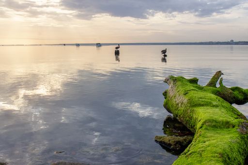 A beautiful view of bay in Matanzas, Cuba with reflecting water and fallen mossy tree