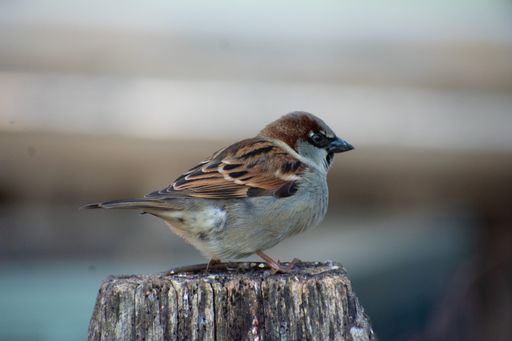 A small bird perched on a wooden post, gazing forward.