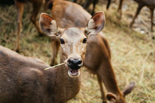 A closeup shot of a dear looking toward the camera while eating with a blurred background