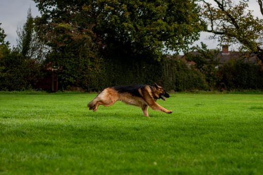 A german shepherd dog running in a grassy field