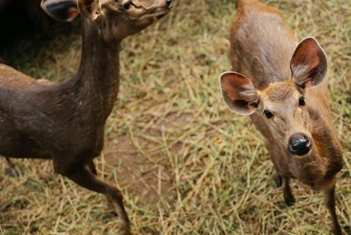 A high angle shot of a deer looking towards the camera near another dead standing in a dry grassy field