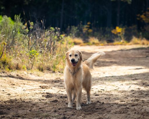 A dog standing on a dirt road next to tall trees
