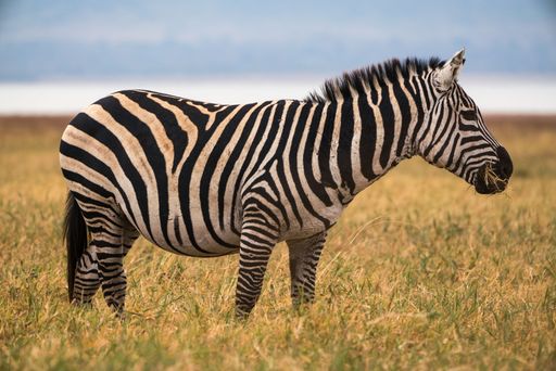 The Plains Zebra also known as the common zebra
