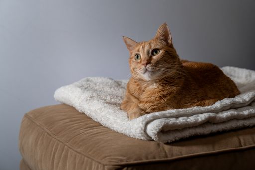 A serenity captured as a ginger cat reclines on soft bedding