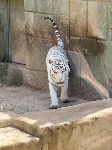 A white tiger on enclosure corner with stone walls