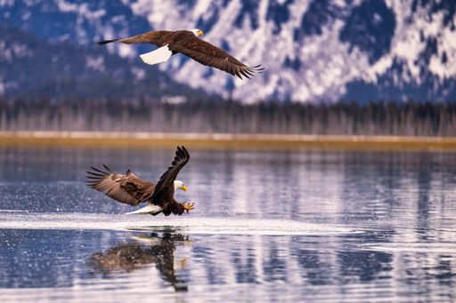 A majestic eagle launching from water: near Homer, Alaska