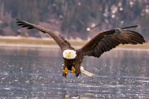 An eagle lands on a frozen lake, swooping to snatch food from the water