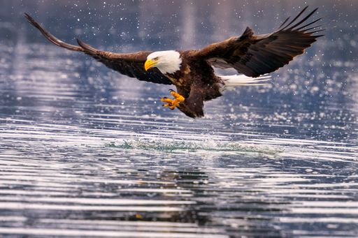 Bald eagle in flight with landing gear extended, landing on water