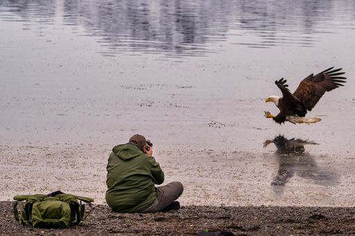 A bald eagle swoops in to catch a fish in front of a photographer near Homer Alaska