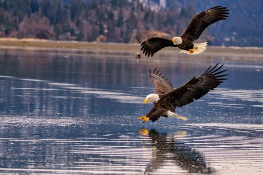 Two bald eagles battle for territory near a mountain stream on a sunny day