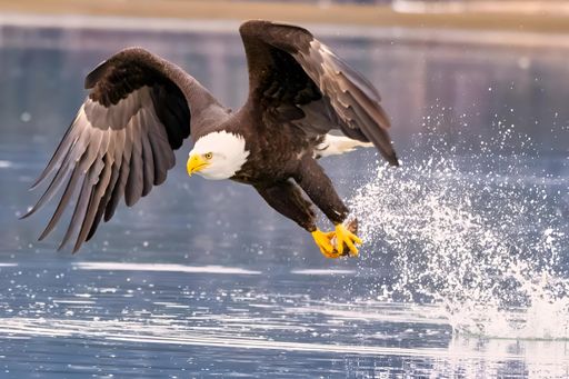 A majestic eagle launching from water: near Homer, Alaska
