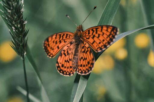 A selective focus shot of a butterfly on a green leaf under sunlight