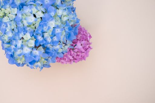 Beautiful blue and pink Hydrangea flowers in a vase on a light surface