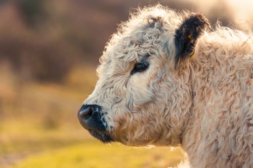 Close-up of a Scottish Highland cattle side profile