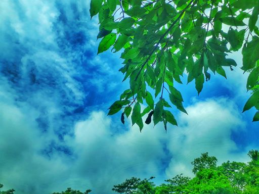A low angle shot of the leaves on the tree under the beautiful cloudy sky