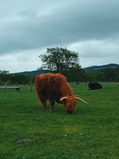 A vertical shot of a brown Scottish highland cow in a green field on a cloudy day