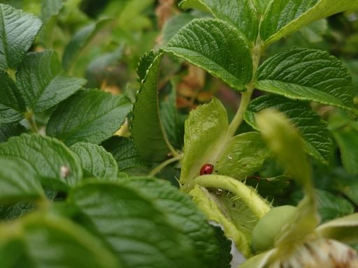 A closeup shot of a ladybug on mint leaves