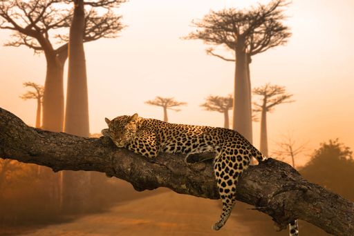A beautiful shot of a leopard sleeping on the tree in Makadikadi Basin, Botswana