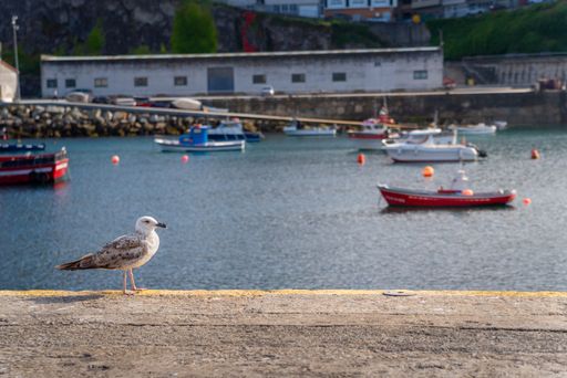 A closeup shot of a seagull in the seaport of Malpica town Galicia in Spain