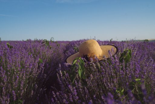 A straw hat over the purple lavenders in a field under a blue clear sky