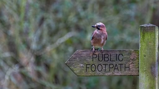 A Eurasian jay perched on a public footpath signpost