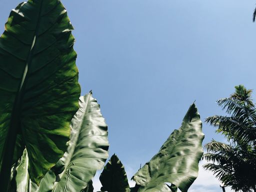 A beautiful shot of large exotic leaves in a field with the blue sky in the background