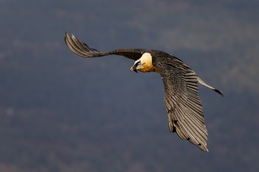 A majestic bearded vulture flying with wings extended in the sky