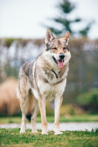 A selective focus shot of a wolfdog in the garden