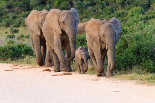 The stunning Addo Elephant National Park in South Africa