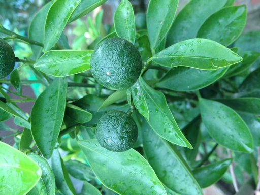A closeup shot of dark green Philippine limes on tree branches and leaves with water droplets