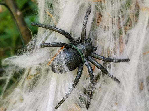 A closeup shot of a black spider