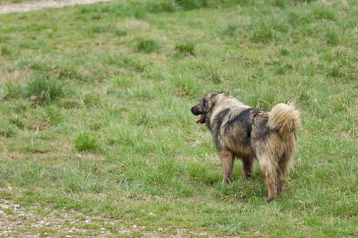 A Shar dog standing in a green field