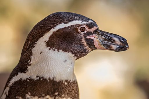 A close-up of a Humboldt penguin (Spheniscus humboldti) captured in detail