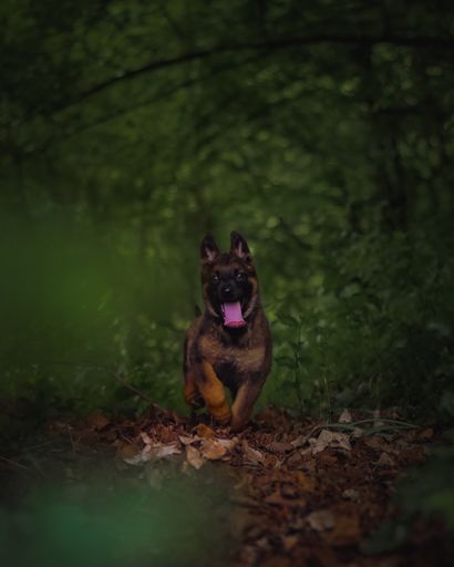 A vertical shot of a brown german shepherd puppy with tongue out in a forest