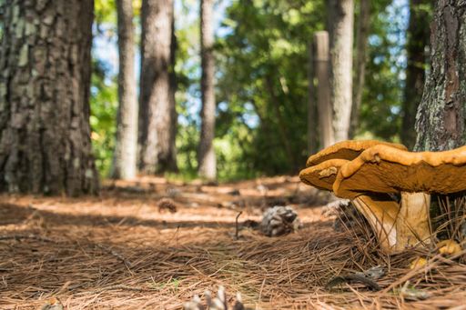 Brown Chanterelle mushrooms grown under a tree in the forest