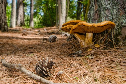 Brown Chanterelle mushrooms grown under a tree in the forest