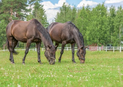 The two beautiful brown horses in a field eating grass with trees on the background