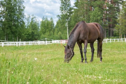 A beautiful brown horse in a field eating grass with trees on the background