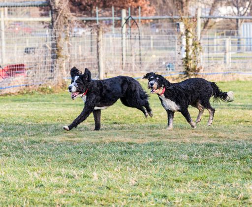 Two black dogs playing on grass in fenced area with trees in background