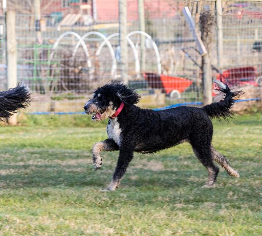 Two black dogs playing with a frisbee in a lush green grassy field